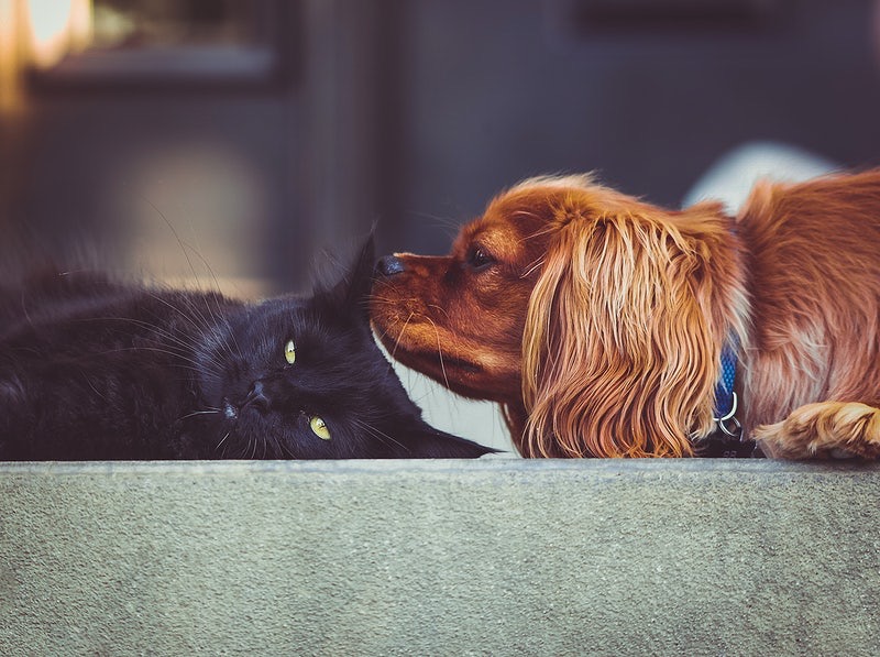 Do Pets Have Mood-Boosting Benefits?